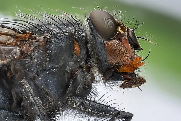 Makroaufnahme Einer Fliege Mit Erstaunlichen Details Eines Gesichts — Stockfoto