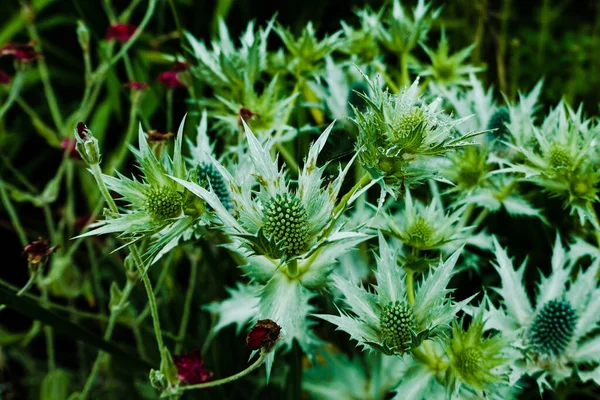 Primo Piano Fiore Agrifoglio Marino Alpino — Foto Stock