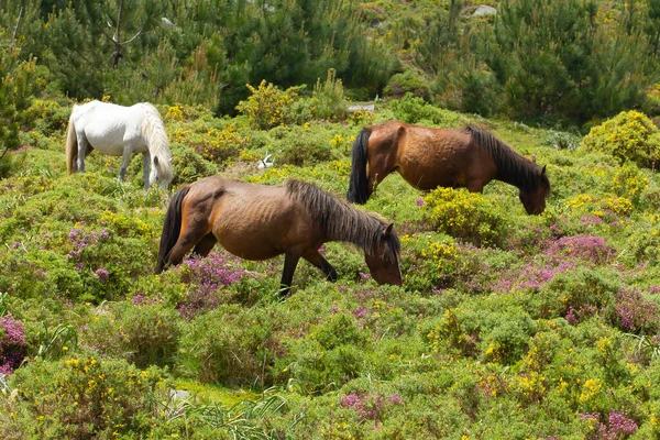 Die Wildpferde Auf Einem Feld Das Tagsüber Eingefangen Wurde — Stockfoto