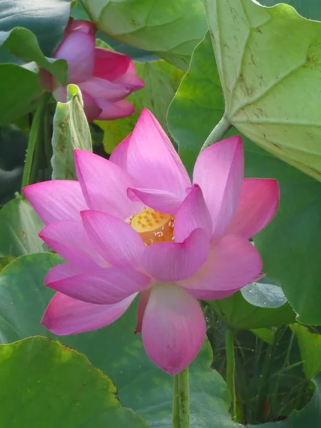 Närbild Söt Helig Lotus Solljuset — Stockfoto