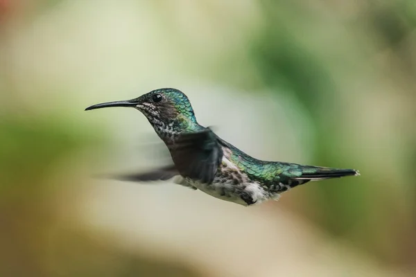 Zbliżenie Kolibra Zamazanym Tłem — Zdjęcie stockowe