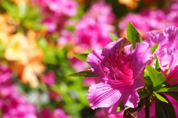 Bel Colpo Fiore Rododendro Rosa Giardino — Foto Stock