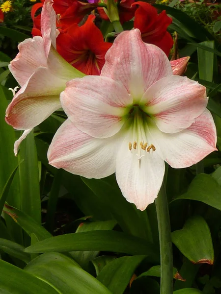 Bahçede Çiçek Açan Güzel Amaryllis Çiçeklerinin Yakın Çekimi — Stok fotoğraf