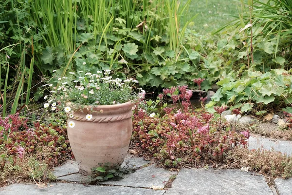 Bei Fiori Una Pentola Argilla Giardino — Foto Stock