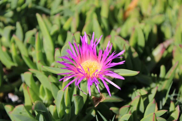 Een Closeup Shot Van Een Purpere Karkalla Bloem Een Tuin — Stockfoto