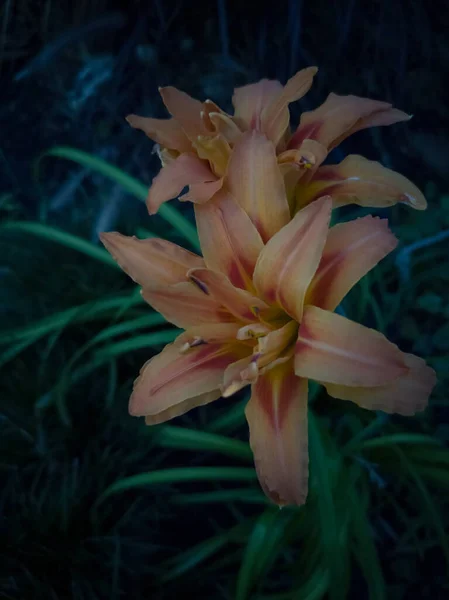 Вертикальний Знімок Квітучих Квітів Лілії Зелені Вдень — стокове фото