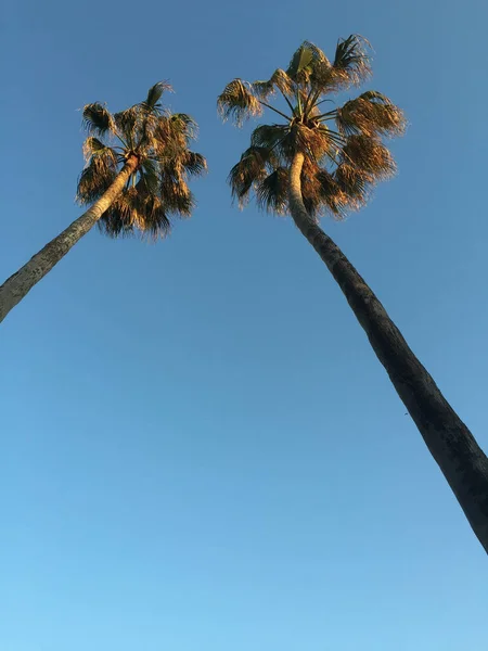 Tiro Ângulo Baixo Belas Árvores Com Céu Azul Fundo — Fotografia de Stock