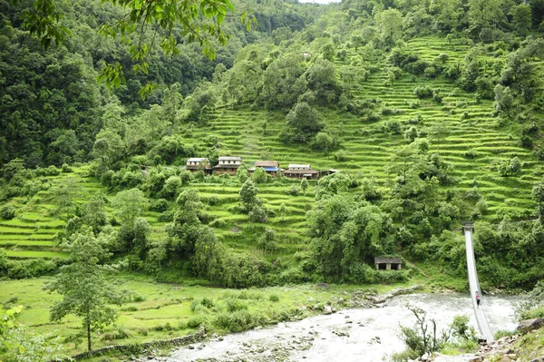 Uma Foto Fascinante Das Misteriosas Florestas Vibrantes Nepal — Fotografia de Stock