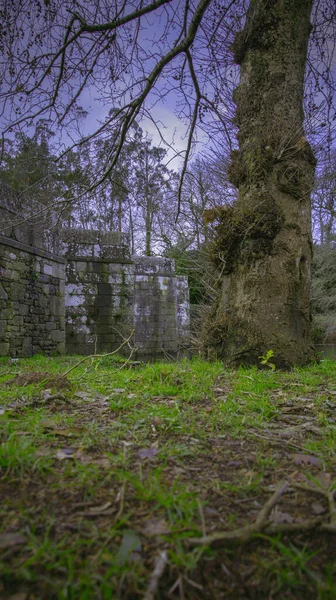 Vertikální Záběr Římského Mostu Obrovského Stromu Jasným Pozadím Oblohy — Stock fotografie