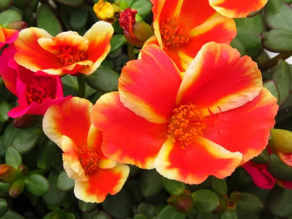 Zbliżenie Ujęcie Czerwonych Purslane Kwiaty — Zdjęcie stockowe