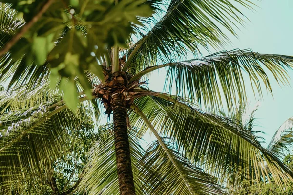 蓝天背景下棕榈树的低角照片 — 图库照片