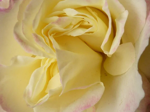 Крупним Планом Знімок Красивих Білих Пелюсток Троянди — стокове фото
