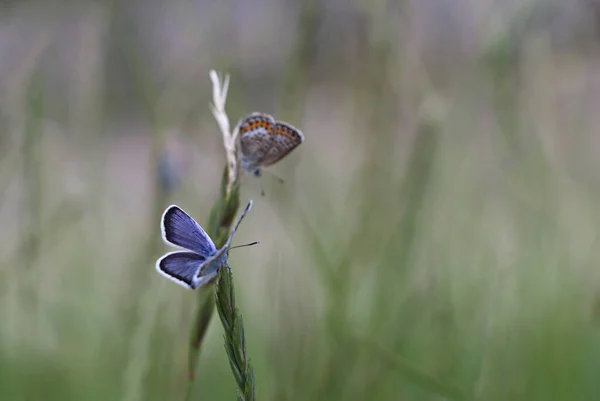 식물에 아름다운 나비들의 — 스톡 사진