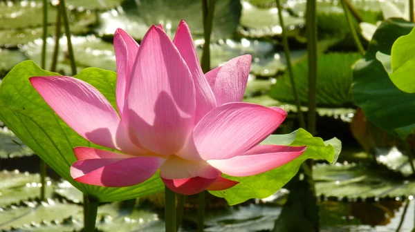 Una Flor Loto Rosa Floreciendo Estanque Lleno Almohadillas Lirio Día — Foto de Stock