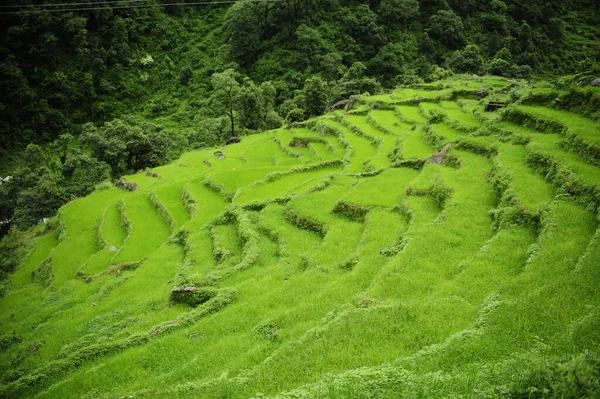 Захватывающий Снимок Загадочных Живых Лесов Непала — стоковое фото
