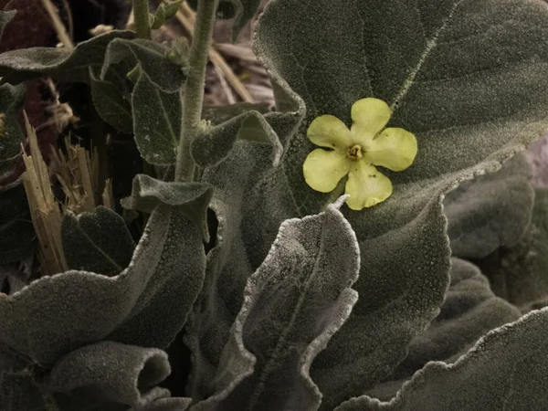 Gros Plan Une Fleur Jaune Sur Une Feuille Verte Coriace — Photo