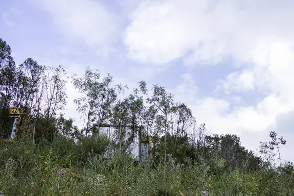Nízký Úhel Záběru Travin Sušených Stromů Zamračený Den — Stock fotografie