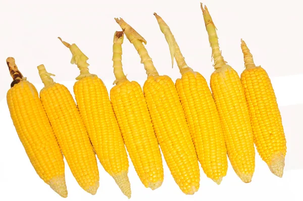一种高角度的生甜玉米 在白色背景上隔离 — 图库照片
