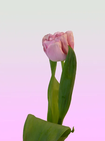 Eine Vertikale Isolierte Nahaufnahme Einer Rosa Rose Vor Rosa Hintergrund — Stockfoto