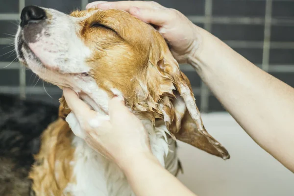 Nærbillede Skud Sød Beagle Hund Nyder Brusebad - Stock-foto