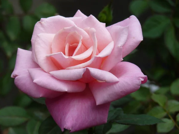 Primo Piano Una Rosa Rosa — Foto Stock