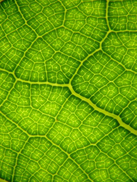 Primer Plano Textura Hoja Verde Fresca Perfecto Para Fondo Fondo — Foto de Stock