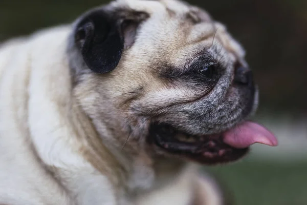 Primer Plano Lindo Pug Parque Durante Día —  Fotos de Stock