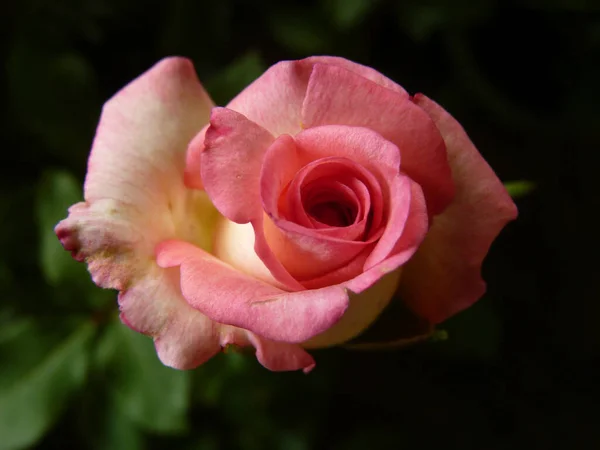 一只粉红玫瑰的特写镜头 — 图库照片