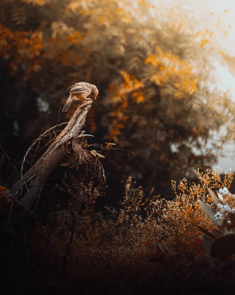 Krásný Záběr Divokého Ptáka Sedícího Větvi Stromu — Stock fotografie