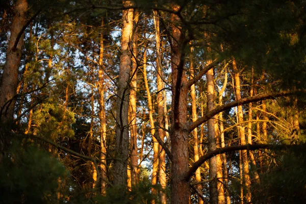 Árvores Altas Bonitas Floresta Ótimo Para Papéis Parede — Fotografia de Stock