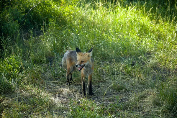 Plan Angle Élevé Petit Renard Sur Sol Herbeux — Photo