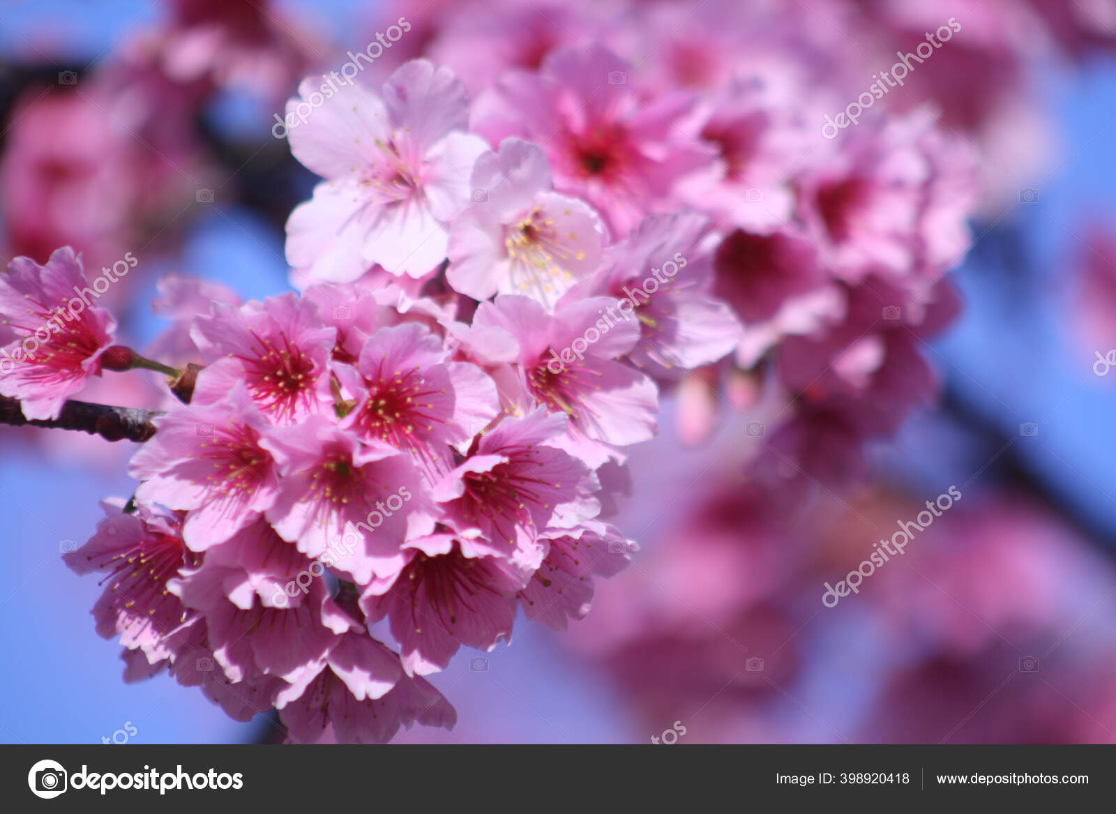 Primer Plano Árbol Flor Cerezo Con Flores Rosadas Sobre Fondo: fotografía  de stock © Wirestock #398920418 | Depositphotos