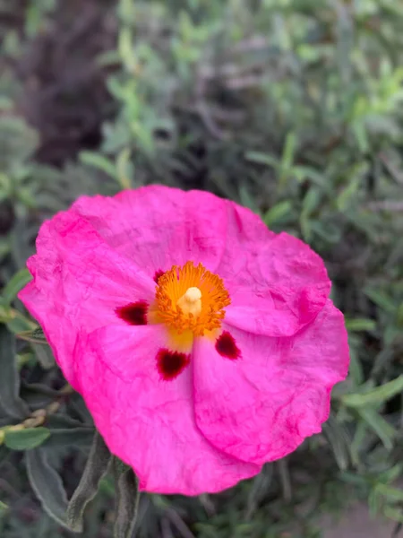 Вертикальний Знімок Красивого Рожевого Голіхока Саду — стокове фото