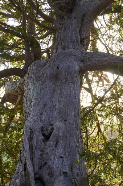 Tiro Vertical Casca Árvore Galhos Sol Brilhando Através Deles — Fotografia de Stock
