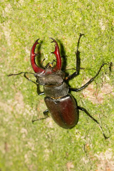 Nahaufnahme Eines Fliegenden Hirschkäfers Einem Baumstamm — Stockfoto