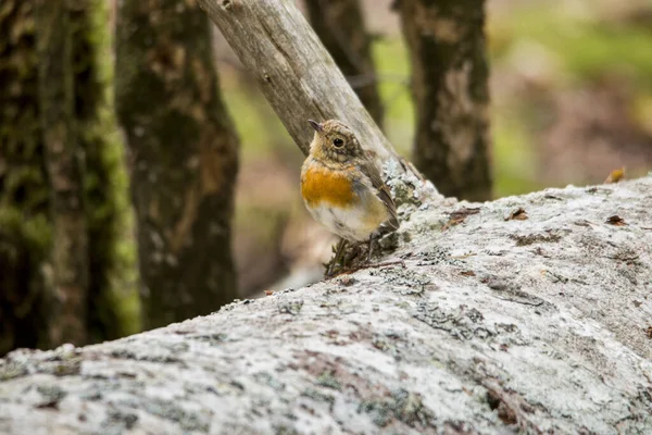 Primo Piano Pettirosso Europeo Foglie — Foto Stock