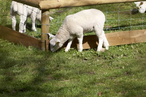 Strzał Białej Owcy Jedzącej Trawę Farmie — Zdjęcie stockowe
