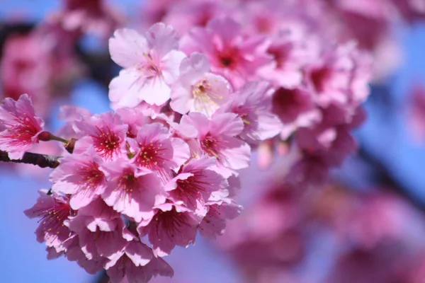 Lähikuva Laukaus Kirsikankukka Puu Vaaleanpunaisia Kukkia Sininen Taivas Tausta — kuvapankkivalokuva