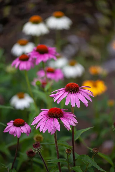 Plano Vertical Flores Colores Campo — Foto de Stock