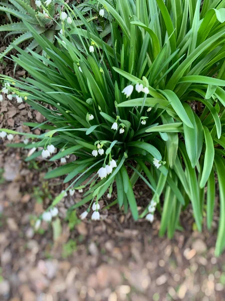 Beautiful White Summer Snowflakes Garden — Stock Photo, Image