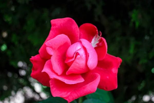 Une Fleur Rose Fleurie Dans Environnement Naturel — Photo