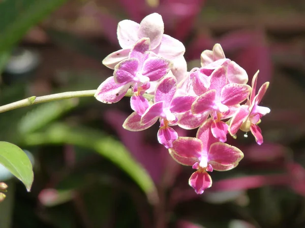 Közelkép Virágzó Rózsaszín Orchidea Virágokról — Stock Fotó
