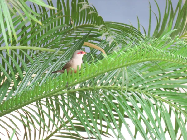 Ein Schöner Rotohr Wachsvogel Sitzt Auf Einem Palmenzweig — Stockfoto