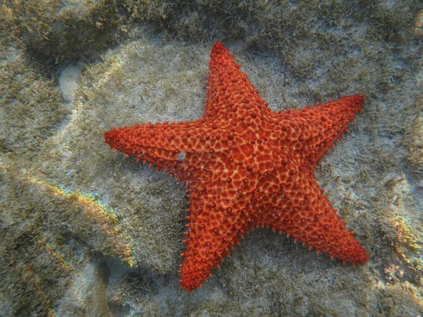 Een Verbazingwekkend Close Shot Van Rode Zeester Onder Water — Stockfoto