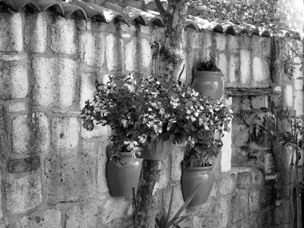Egy Szürkeárnyalatú Kép Dekoratív Virágcserepekről Virágokkal Egy Régi Kőfalon Alacati — Stock Fotó