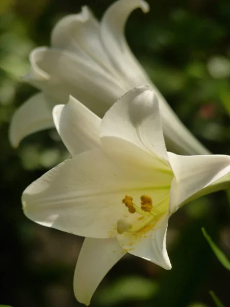 Disparo Vertical Una Flor Lirio Blanco —  Fotos de Stock