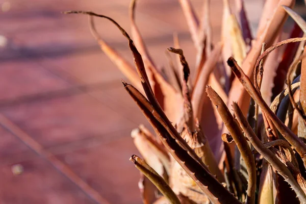 Primer Plano Enfoque Superficial Una Planta Seca Aloe Vera — Foto de Stock