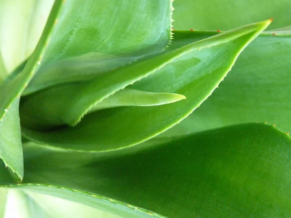 Zbliżenie Ujęcie Zielonych Liści — Zdjęcie stockowe