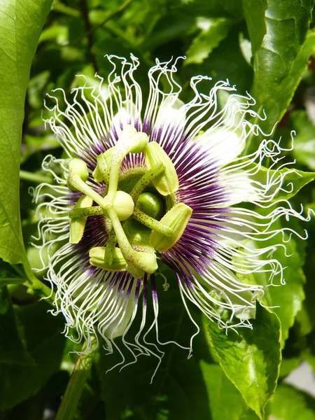 Disparo Vertical Una Pasiflora Hojas —  Fotos de Stock