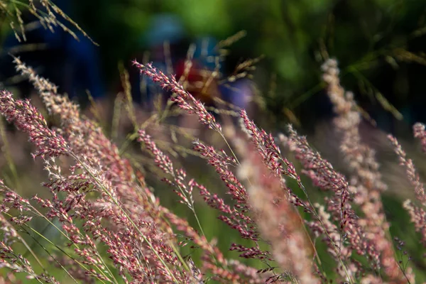 晴れた日には畑で草を切り取った — ストック写真